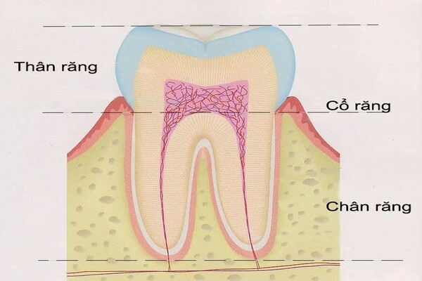 Răng số 8 là răng gì? Vị trí, chức năng và cấu tạo