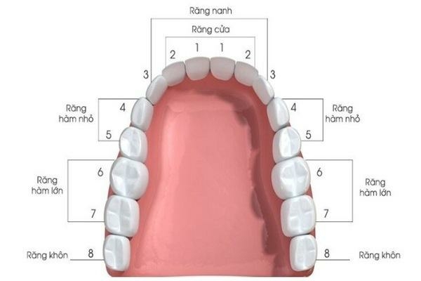 Vị trí và chức năng của răng số 6