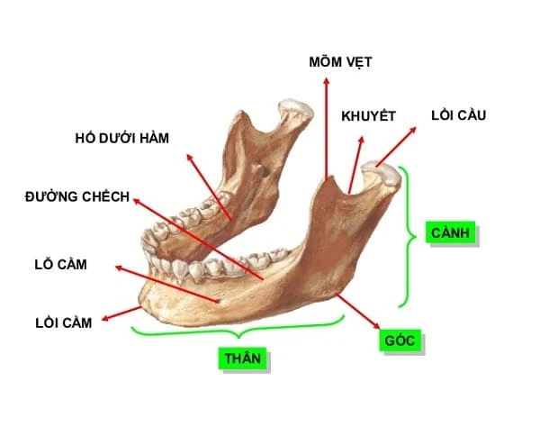 Cấu trúc và vị trí của xương hàm