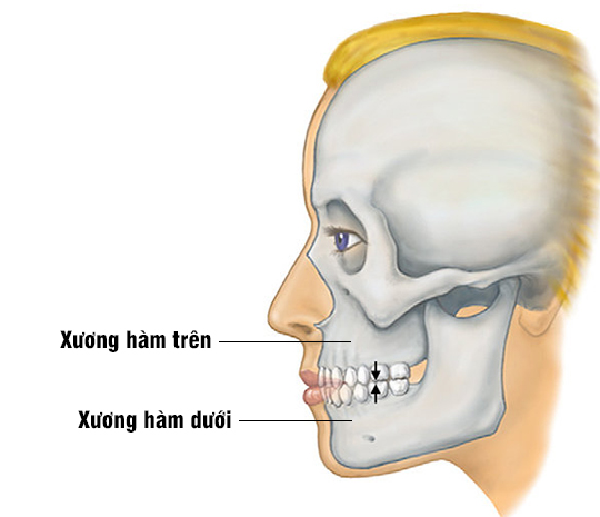 Các loại xương hàm