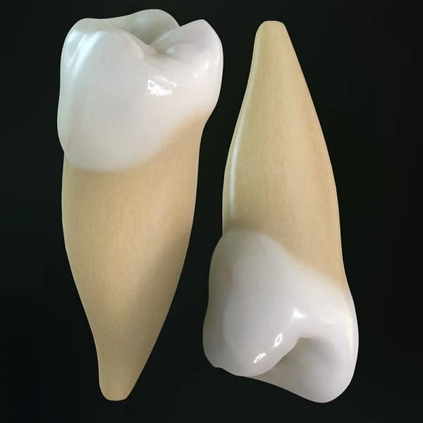 Răng cối nhỏ thường nằm gần răng nanh và có hình dạng tương đối nhỏ