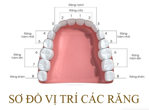 Răng hàm số 7, hay còn được gọi là răng khôn, là chiếc răng cuối cùng ở phía sau cả hai hàm trên và dưới