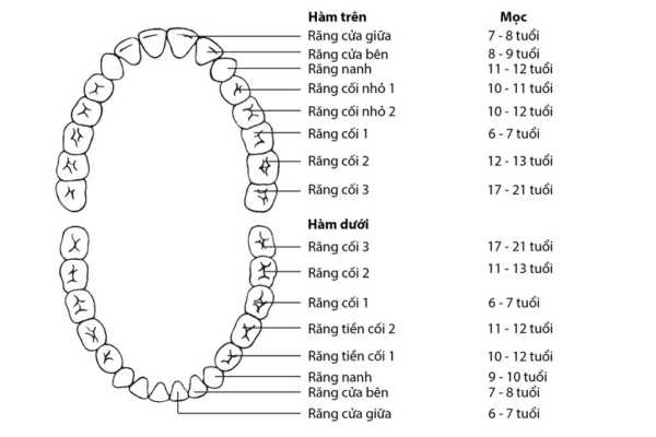 Sơ đồ những chiếc răng xuất hiện trong thời gian trẻ trưởng thành