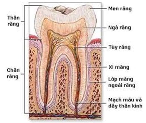 Răng cối có một cấu tạo phức tạp gồm nhiều thành phần khác nhau