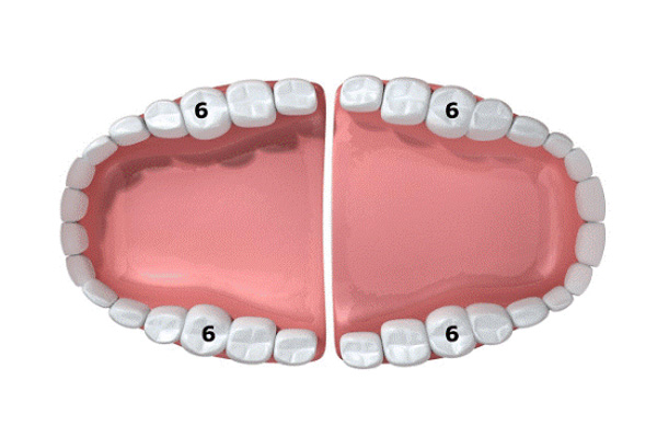 Vị trí và chức năng của răng số 6 trên cung hàm