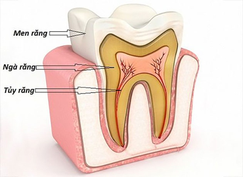 Cấu trúc răng được chia làm 3 phần chính