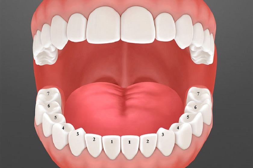 Răng người được phân thành 4 nhóm chính