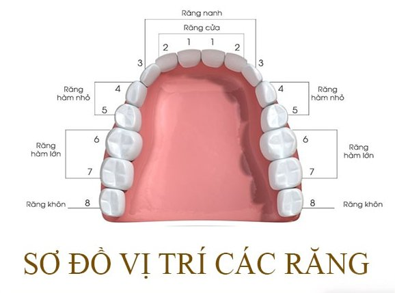 Hệ thống răng của người trưởng thành gồm 32 chiếc
