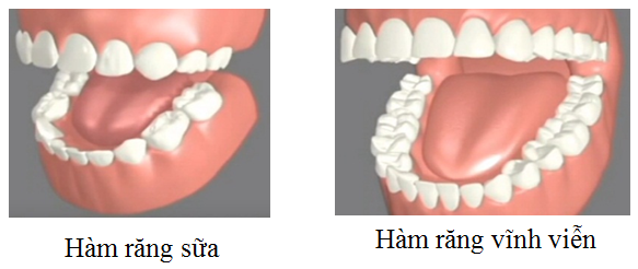 Số lượng răng là một yếu tố quan trọng giúp phân biệt răng sữa và răng vĩnh viễn